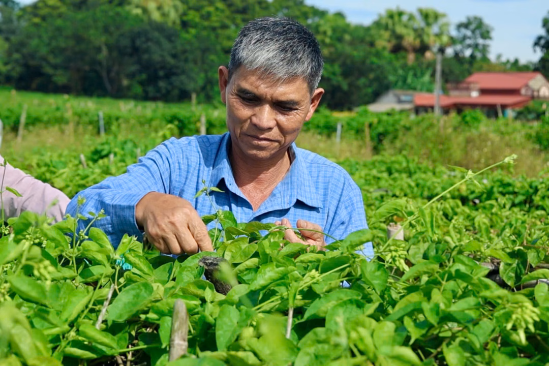 Tuyên Quang: Cây chè giúp người dân thoát nghèo nhờ thay đổi tư duy sản xuất Trồng hoa thiên lý, hái liên tục, tiền liền tay, dân một xã mới ở tỉnh Thanh Hóa thu hàng trăm triệu/năm