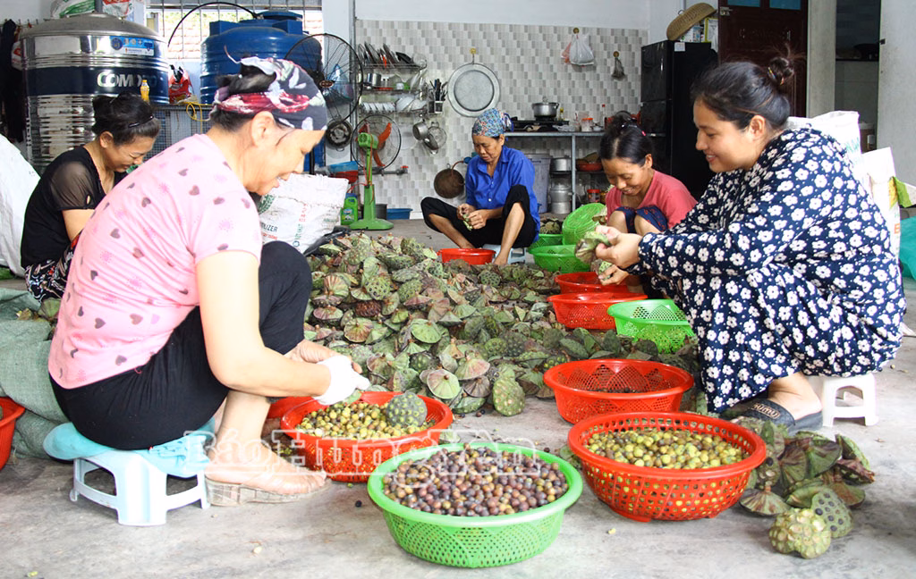 Làm giàu từ đầm sen rộng 20 mẫu nhờ cải tạo ruộng trũng Đài sen hái xong được mang về nhà để bóc tách hạt.