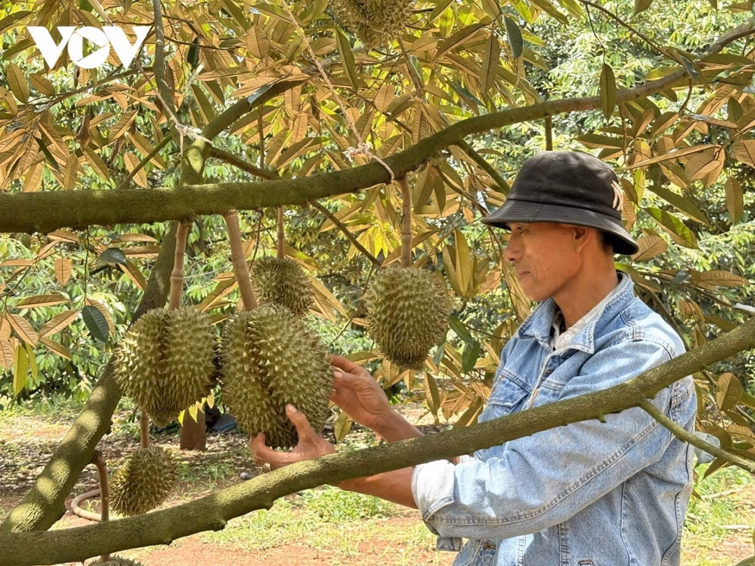 Xuất khẩu sầu riêng sang Trung Quốc giảm mạnh: Đâu là giải pháp cho chuỗi giá trị? Những tháng đầu năm 2025, xuất khẩu sầu riêng của Việt Nam sang Trung Quốc giảm đến 74% kim ngạch, thị phần cũng sụt giảm mạnh từ hơn 42% xuống chỉ còn 28,2%, đe dọa mục tiêu phát triển bền vững.