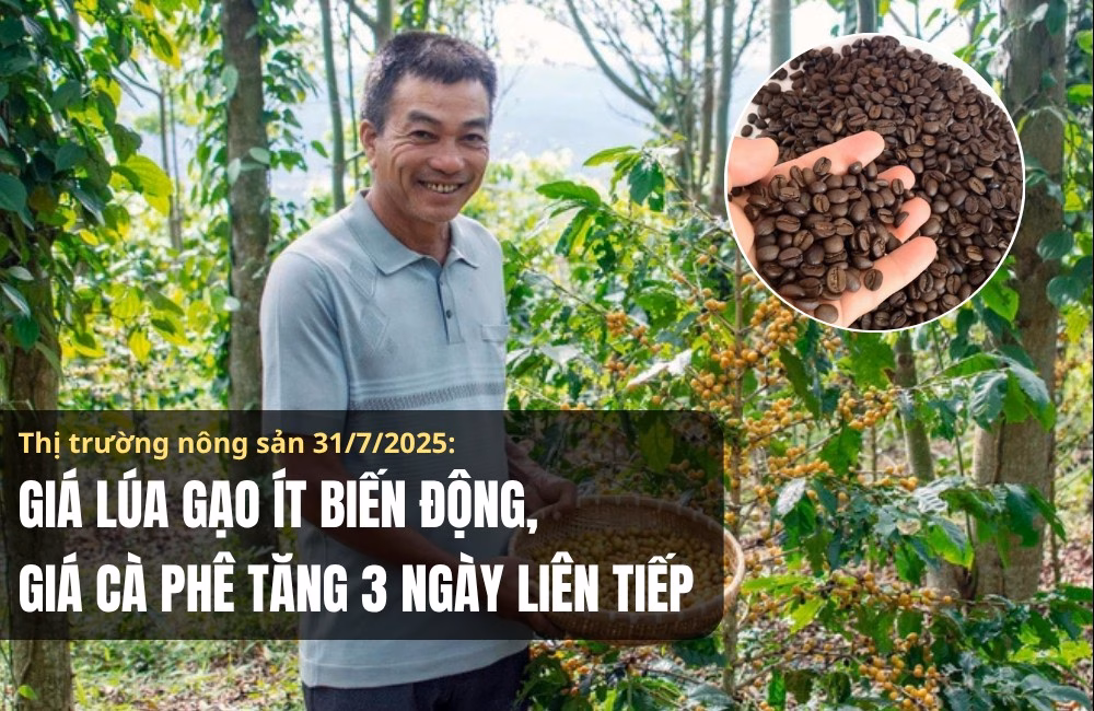 Giá lúa gạo ổn định, cà phê giảm nhẹ vào ngày 3/8 Thị trường nông sản 31/7/2025: Giá lúa gạo ít biến động, cà phê tăng 3 ngày liên tiếp