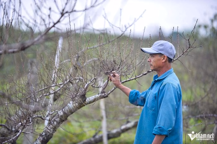 &Ocirc;ng Hồ C&ocirc;ng Quyết chăm s&oacute;c vườn đ&agrave;o phai tại Xu&acirc;n Du, Thanh H&oacute;a