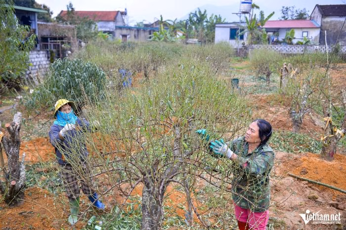 N&ocirc;ng d&acirc;n Xu&acirc;n Du đang tuốt l&aacute; đ&agrave;o phai để chuẩn bị cho m&ugrave;a hoa Tết