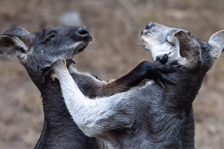 Thái Lan ‘phòng tác chiến’ 24 giờ vì bão Wipha, Cập nhật về Israel và NASA Hai con chuột túi Wallabies như đang “so tài” với nhau ở Thảo cầm viên San Francisco, Mỹ ngày 11-7-2025. (Paul Kuroda/For The Times)