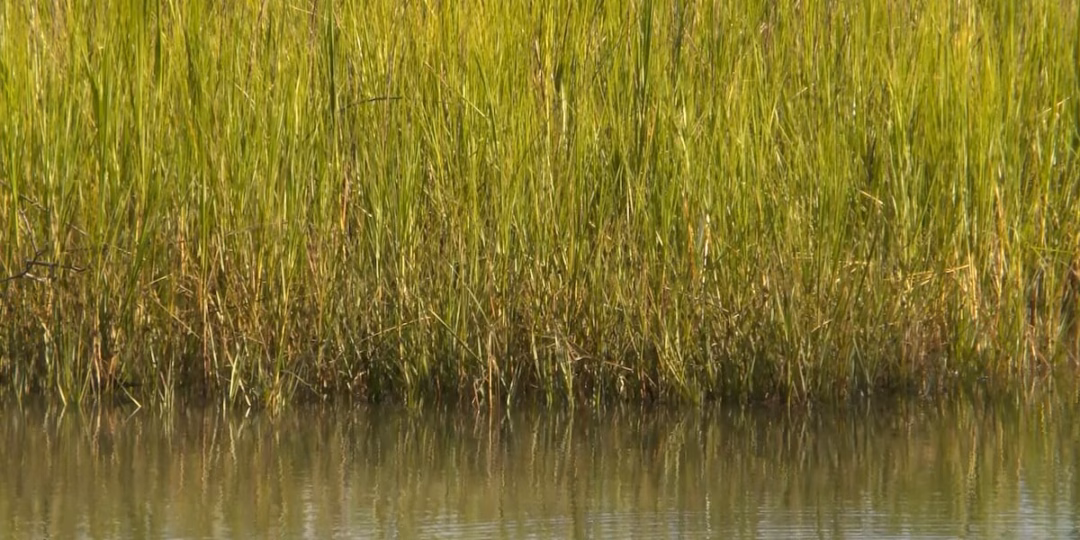Bệnh do ve gây ra ở Nam Carolina tăng cao kỷ lục
