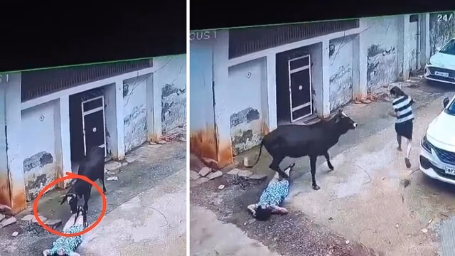 Bò hoang điên tấn công một gia đình, ghi cảnh kinh hoàng camera giám sát