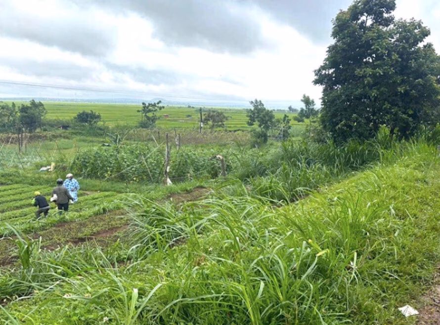 Cây trâm khô ngã đổ gây tử vong cho người phụ nữ trong cơn mưa lớn