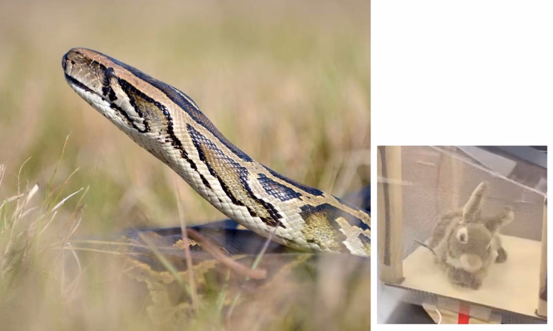 Florida dùng thỏ robot diệt trăn xâm lấn ở Everglades