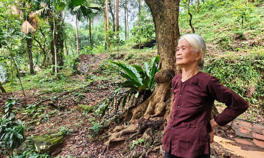 Bà Khiêm vẫn giữ thói quen đều đặn leo lên khu đồi sau nhà hằng tuần để quan sát đàn cò và các loài chim về trú ngụ. Ảnh: Phạm Hiếu.