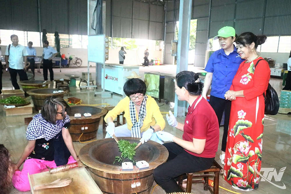 Du khách trải nghiệm sao sấy chè tại Hợp tác xã chè La Bằng, xã La Bằng.