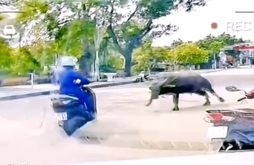 Trâu gây náo loạn, húc người phụ nữ gãy xương vai bị đưa vào lò giết mổ