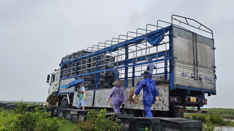 Nông dân Ninh Bình hối hả chuyển đàn ong tiền tỷ đến nơi an toàn, ứng phó bão số 3 Wipha