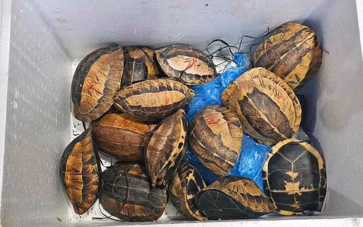 Vận chuyển 15 cá thể rùa quý hiếm, một người bị khởi tố