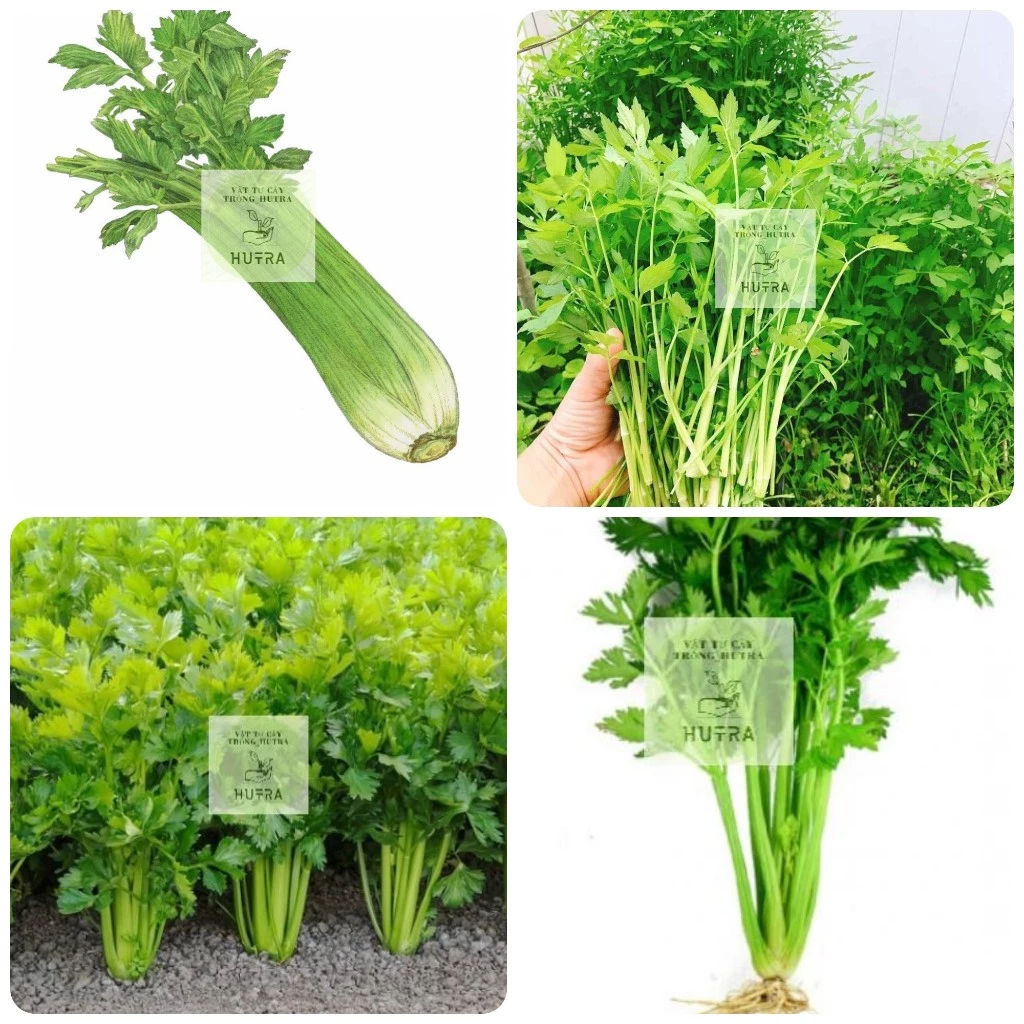 “Hạt giống rau cần tây có thực sự dễ trồng như mọi người tưởng?”