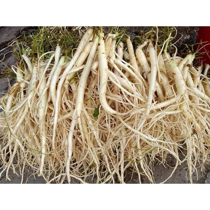 Mua Sâm Dây Tươi Ngọc Linh Kon Tum Cần Lưu Ý Gì Để Tránh Hư Hỏng