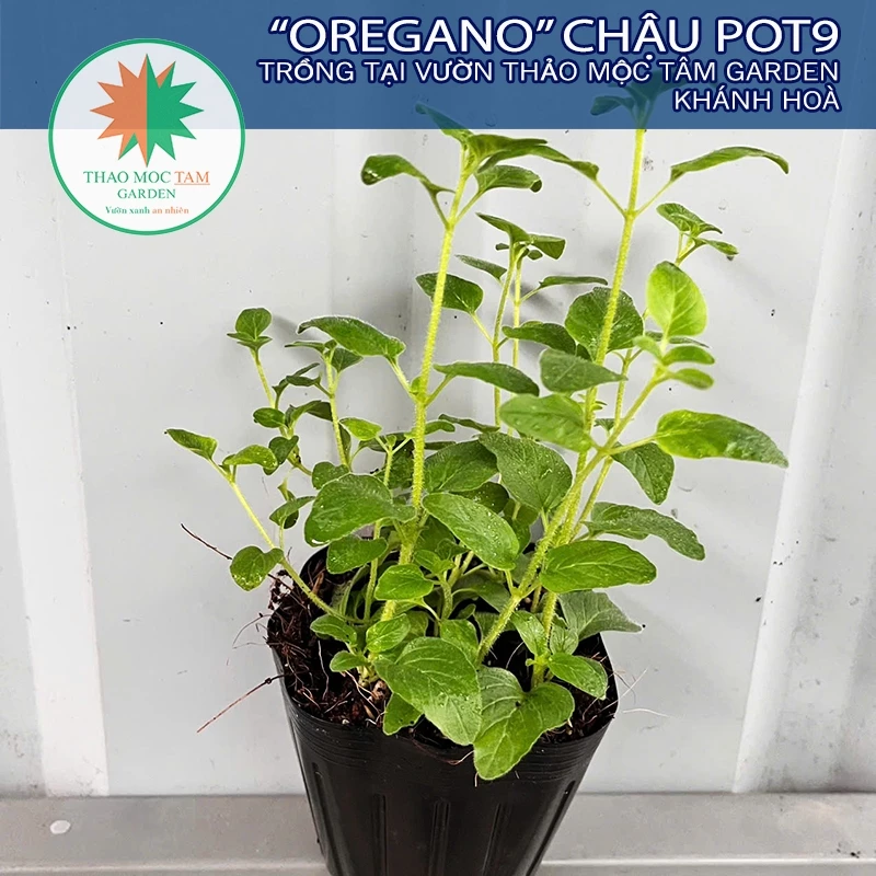 Làm thế nào để chậu oregano Khánh Hoà phát triển tốt nhất? Những sai lầm thường gặp khi trồng và cách khắc phục