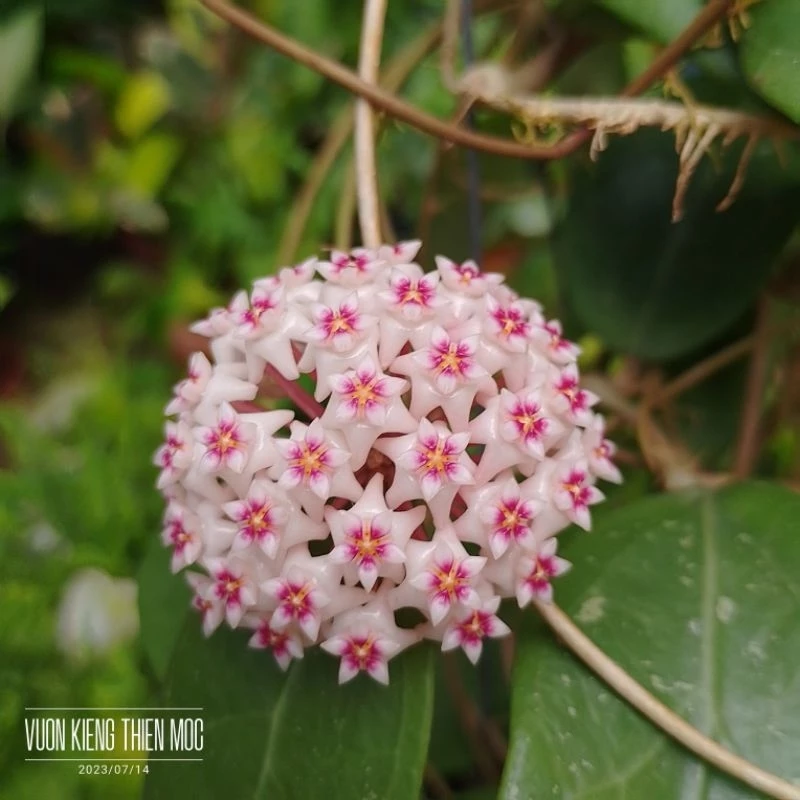 Tại sao cây cẩm cù Hoya Sp. Phú Quốc lại bị bỏ quên trong chậu?