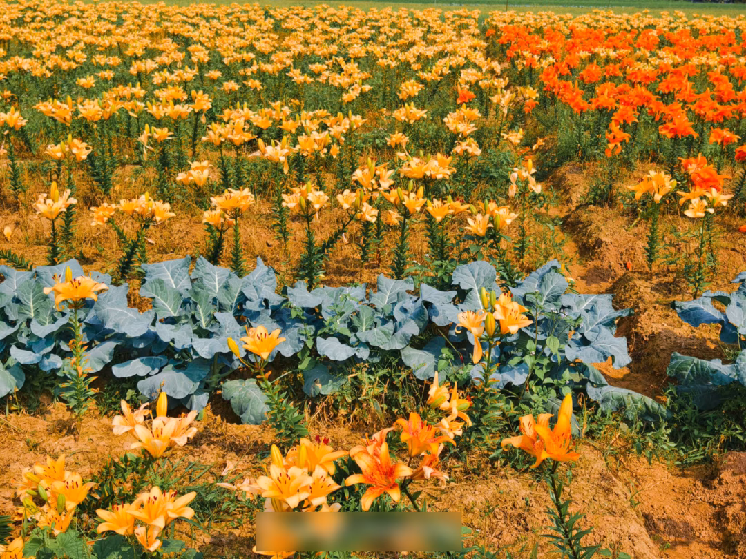 C&aacute;nh đồng hoa ly tr&ecirc;n nền đất ph&ugrave; sa m&agrave;u mỡ