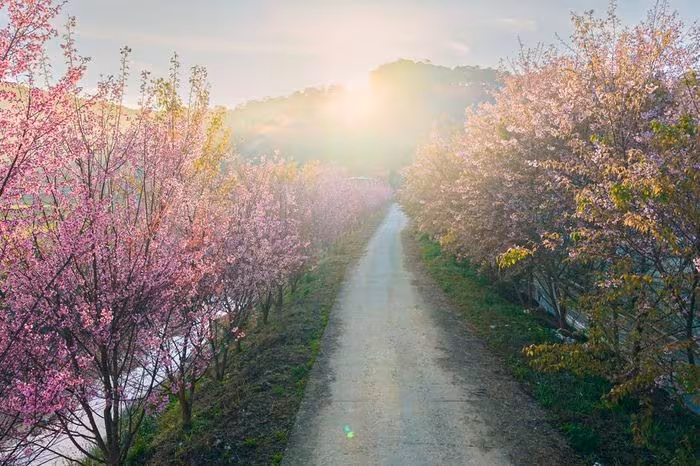 Hoa Mai Anh Đào Đà Lạt 2026: Đánh Thức Mùa Xuân và Lễ Hội Hoa Hồng