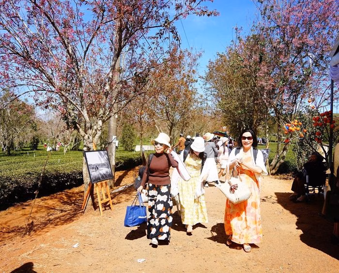 Hoa mai anh đ&agrave;o rực rỡ tr&ecirc;n đồi tr&agrave; Cầu Đất, Đ&agrave; Lạt 2026