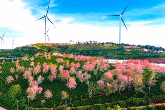 Mai Anh Đào Đỏ Rực Trên Đồi Trà Cầu Đất – Hướng Dẫn Tham Quan Đà Lạt 2026