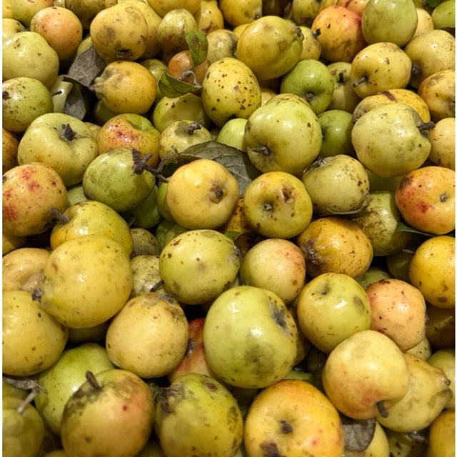 Táo mèo tươi Mù Cang Chải Yên Bái có thực sự tốt khi ngâm rượu? Lưu ý khi mua và sử dụng