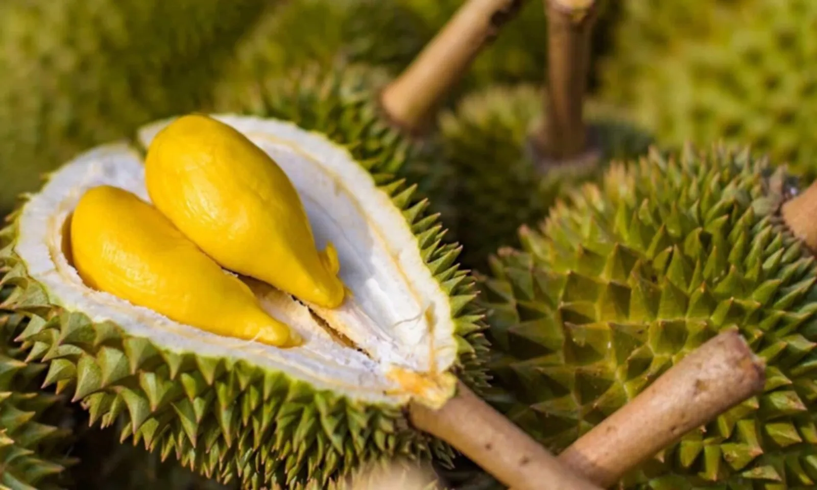 Sầu riêng Ảnh minh họa sầu riêng