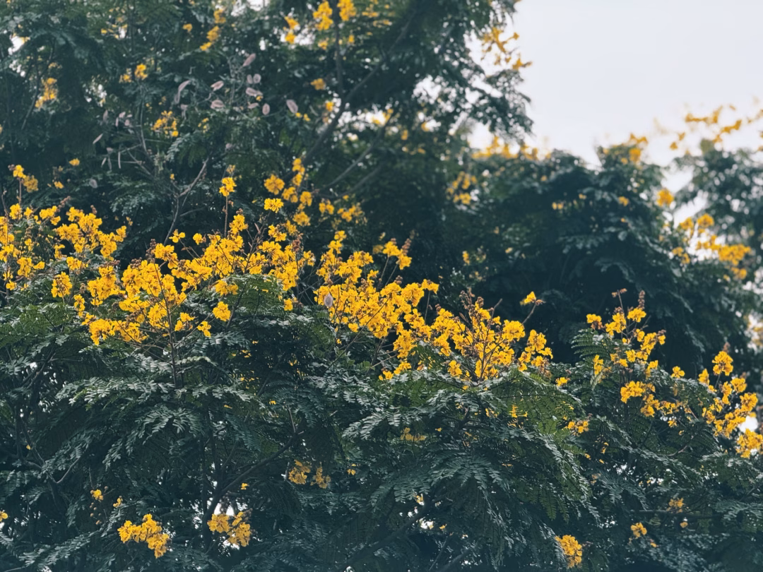 Phượng vàng Hà Nội - Loài hoa lặng lẽ 'chiếm sóng' vào tháng 6 - Ảnh 1. hoa phượng vàng