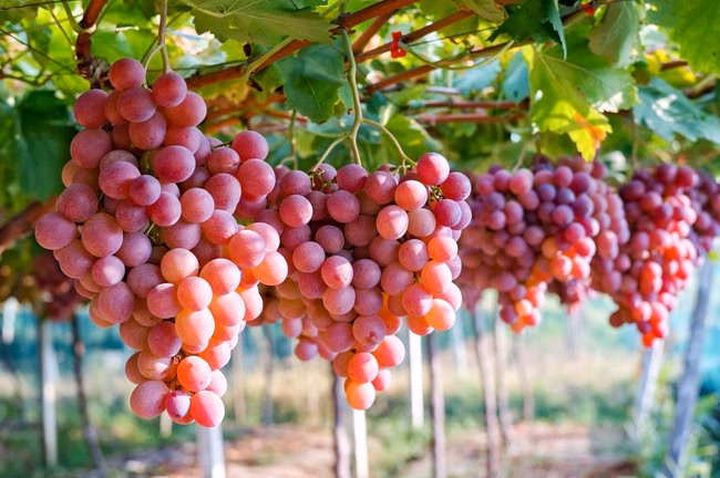 5 Loại Trái Cây Giúp Da Trắng Mịn Vào Mùa Hè Muốn da đẹp luôn ẩm mịn, trắng sáng vào mùa hè? Ăn ngay 5 loại trái cây "thần kỳ" này! - Ảnh 1.