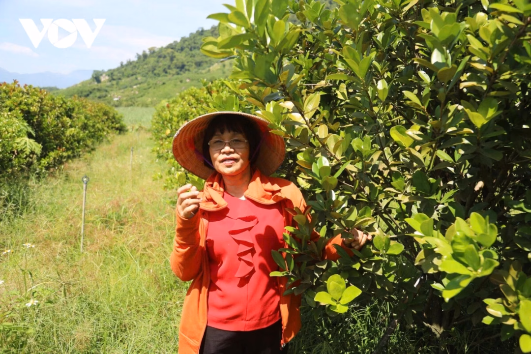 Khánh Hòa phát triển du lịch gắn với văn hóa bản địa và kinh tế vườn Vườn cây ăn quả luôn hấp hẫn du khách đến tham quan.