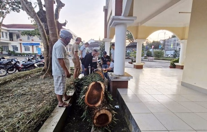 Gốc cây ứ nhựa còn sót lại. Ảnh: Lam Hồng