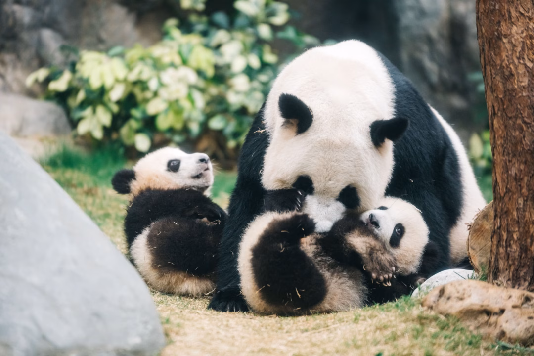 Cặp gấu trúc song sinh Jia Jia và De De, niềm tự hào của ngành du lịch Hong Kong (Ảnh: Hong Kong Tourism Board).