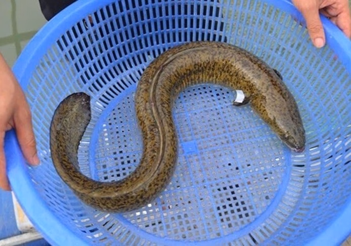 Cá hồng biển. Ảnh: BVCC.