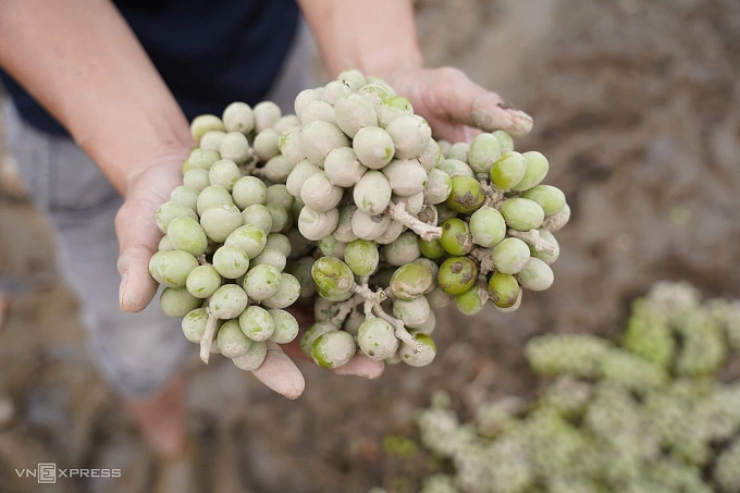 Nho mẫu đơn, giống nho chất lượng cao, sắp đến mùa thu hoạch bị nước lũ làm hư hỏng. Ảnh: Bùi Toàn Nho mẫu đơn, giống nho chất lượng cao, sắp đến mùa thu hoạch bị nước lũ làm hư hỏng. Ảnh: Bùi Toàn