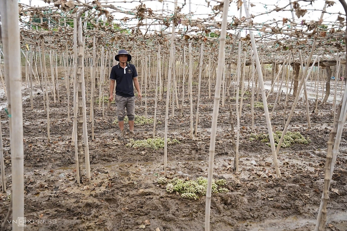 Sào nho mẫu đơn của anh Tống Minh Hoàng ở xã Ninh Phước héo úa sau nhiều ngày ngập trong nước lũ. Ảnh: Bùi Toàn Sào nho mẫu đơn của anh Tống Minh Hoàng ở xã Ninh Phước héo úa sau nhiều ngày ngập trong nước lũ. Ảnh: Bùi Toàn