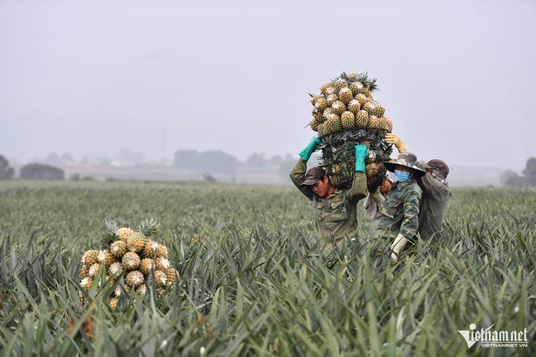 Trái cây Việt Nam – cơ hội để bứt phá xuất khẩu tỷ USD