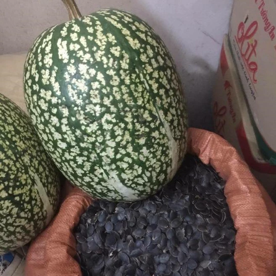 Cách trồng bí mèo đen Hà Giang từ hạt giống cho người mới bắt đầu