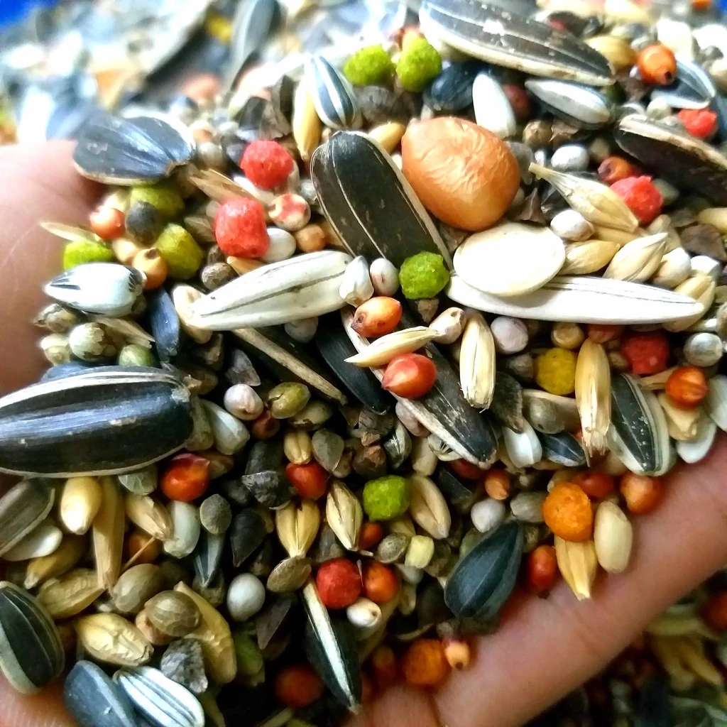 Làm thế nào để chọn hạt trộn cho vẹt phù hợp và tránh những sai lầm thường gặp của người mới nuôi?