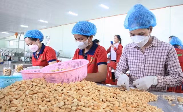 Vietnam phá vỡ mốc 5 tỷ USD xuất khẩu hạt điều: Cơ hội và thách thức hiệu quả kinh tế