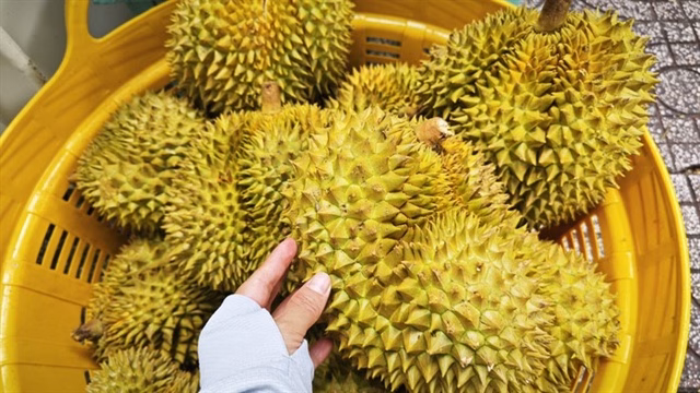Sầu riêng Việt Nam 2026: Liệu xuất khẩu sang Trung Quốc vượt Thái Lan?