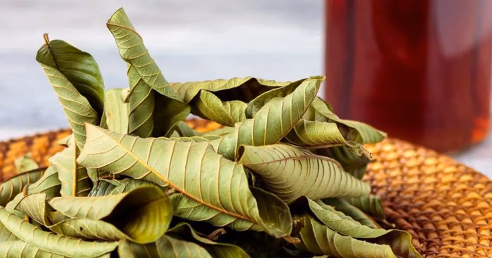Lợi ích sức khỏe từ lá ổi