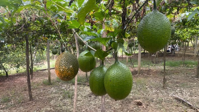 Cây gấc Cây gấc