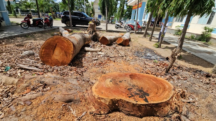 Chặt loạt cây xà cừ trong sân phường trước ngày sáp nhập: Không đúng quy trình xử lý tài sản công - Ảnh1.