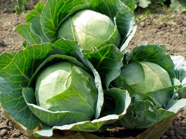 Cải bắp mùa hè Cải bắp mùa hè