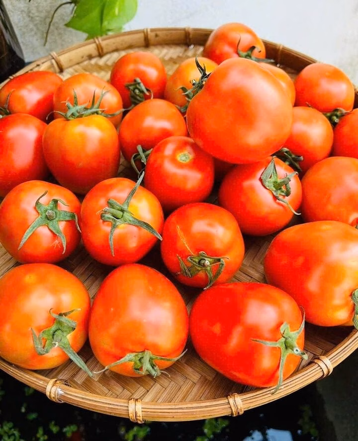 Cà chua trồng trái vụ