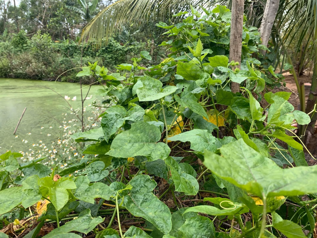 Quả lạc tiên Quả lạc tiên