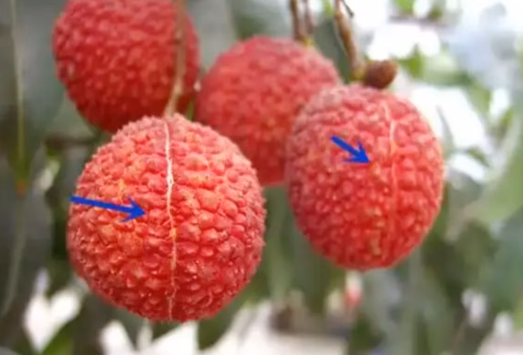 Vải quả tròn và quả nhọn Vải quả tròn và quả nhọn