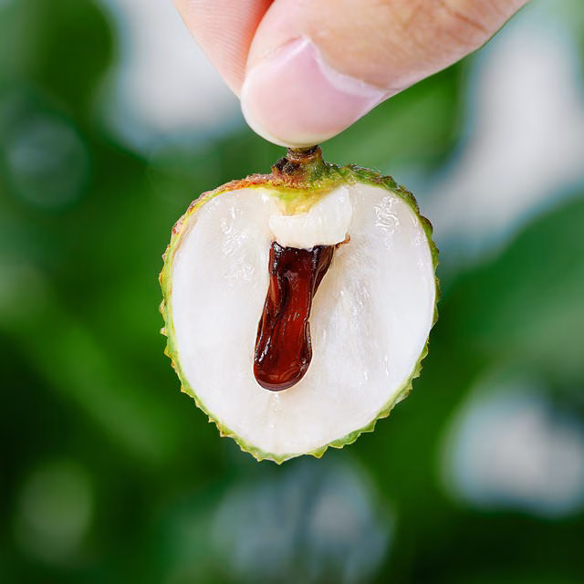 So sánh vải quả tròn và quả nhọn So sánh vải quả tròn và quả nhọn