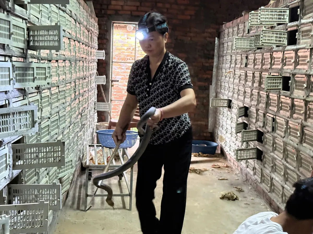 Thu hoạch trứng rắn hổ mang phì tại xã Tứ Xã Người dân xã Tứ Xã tất bật thu hoạch trứng rắn hổ mang phì
