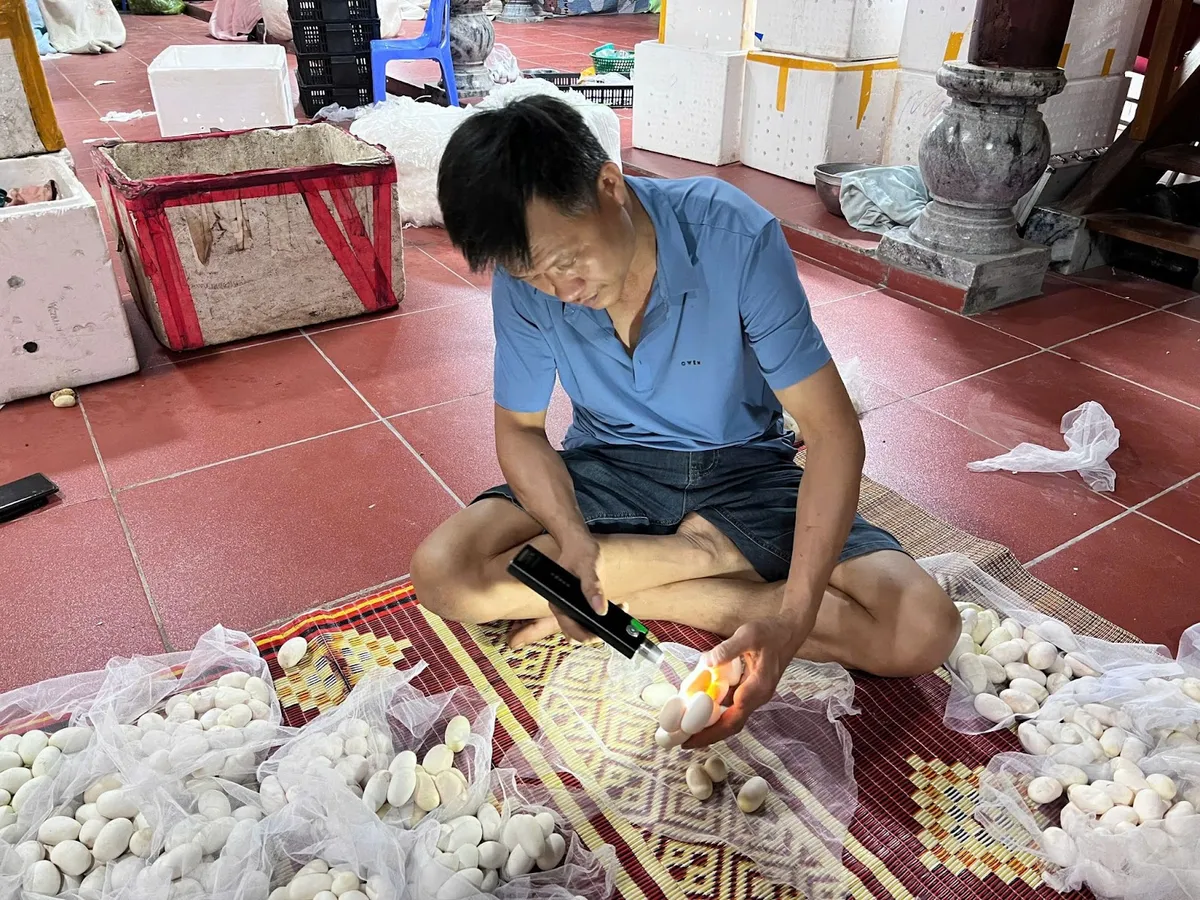Kiểm tra trứng rắn Người dân kiểm tra trứng rắn dưới ánh đèn pin