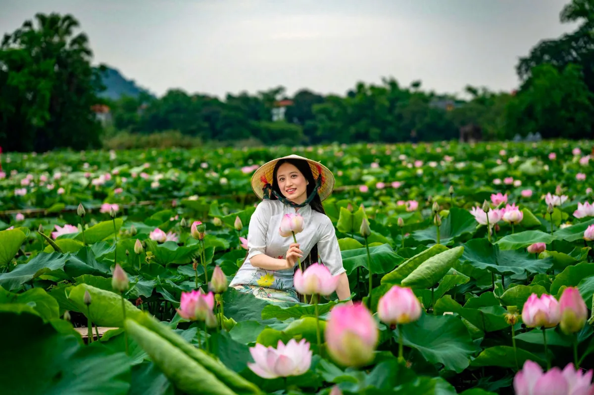 Hoa sen ở Hang Múa vào mùa đẹp nhất trong năm - Ảnh2. Hoa sen ở Hang Múa vào mùa đẹp nhất trong năm - Ảnh2.